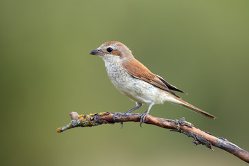 The red-backed shrike (Lanius collurio) female sitting on the branch with green backround