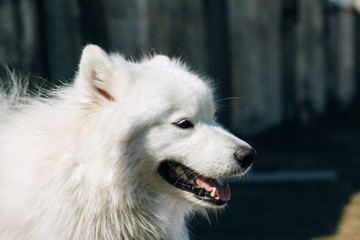 Fototapeta premium Portrait of Samoyed dog close up outdoors