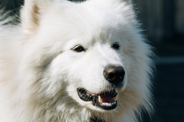 Obraz na płótnie Canvas Samoyed dog adult close-up portrait