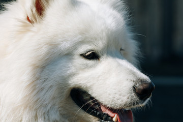 Samoyed dog muzzle closeup