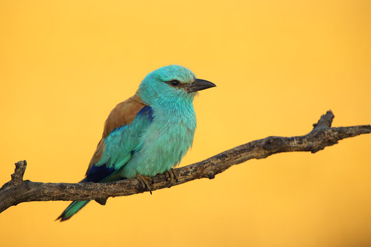 The European roller (Coracias garrulus) in the early morning light, which creates an orange background thanks to the a field of grain