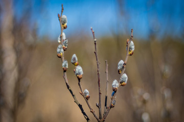 A few sprigs of young vines with buds - obrazy, fototapety, plakaty