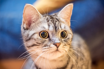 Portrait of a young British cat