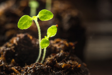Young sprouts a petunia(Petunia Juss) close-up in a peat soil