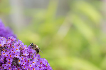British Hoverfly feeding on a Buddleia flower. Also known as Flower Flies in America. There are over 270 species in the UK. Copy space.