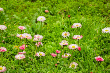 Small daisies(Bellis) growing in the meadow among green grass © Zayne C.
