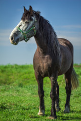 Fototapeta na wymiar The horse in full growth on a green field