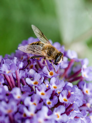 British Hoverfly feeding on a Buddleia flower. Also known as Flower Flies in America. There are over 270 species in the UK, many are beneficial to gardeners. 