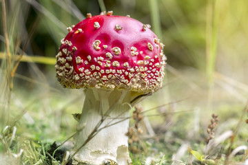 Amanita. Beautiful Autumn Red Mushroom in Green Grass.