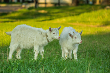 Obraz premium Young goats walk on the green grass