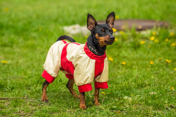 Beautiful Pincher Pinscher standing on grass outdoors in a jacke