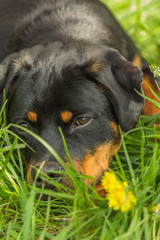 Rottweiler dog lies among the green grass outdoors