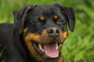 Rottweiler puppy dog portrait with open mouth