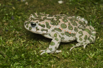 European green toad (Bufotes viridis) wandering on moss in an Italian garden
