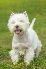 Playful Happy West Highland White Terrier