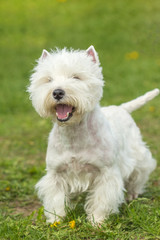  West Highland White Terrier a walk on the green grass