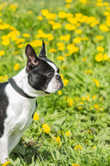 Portrait of a Boston Terrier on grass background