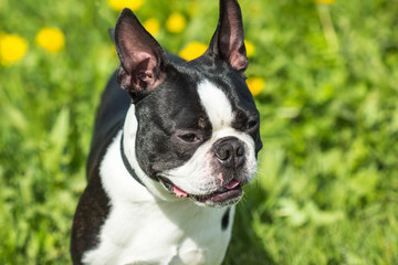 Portrait of a dog breed is the Boston Terrier black and white co