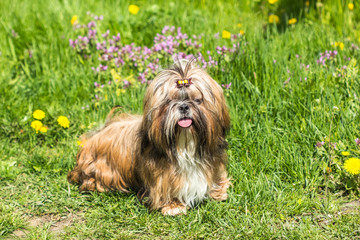 Funny lonely dog Shih Tzu