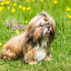 Naklejka na ściany i meble Happy beautiful Shih Tzu dog on a background of green grass