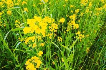 Yellow flower of rape