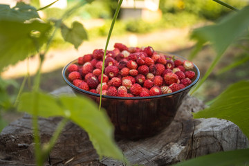 Fresh strawberries in a bowl