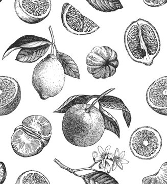 Seamless pattern with citrus fruits. Hand drawn illustration. Vector.