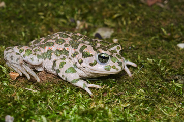 European green toad (Bufotes viridis) wandering on moss in an Italian garden
