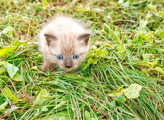 Naklejka na ściany i meble little kitten running around on the grass