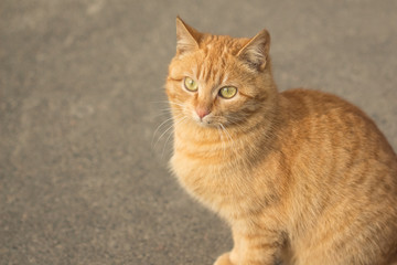 A neat domestic red cat outdoors