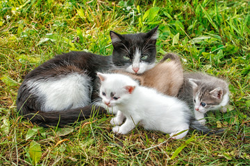 cat with three kittens walking on grass