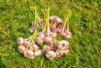 some bundles of garlic lying on the grass