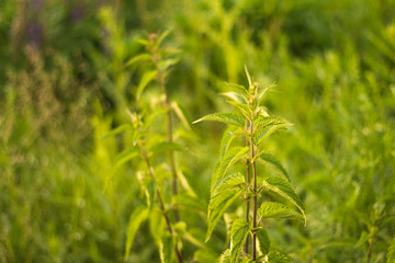Wild nettle close-up copy Space