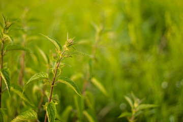 Green nettle on background of grass