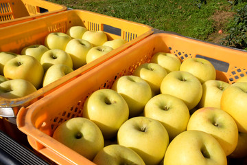 黄色いリンゴの収穫