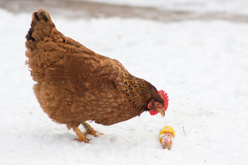 chicken eats on the snow