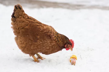 Aluminium Prints Chicken chicken eats on the snow