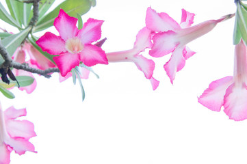 Fototapeta premium Flowers, Desert Rose; Impala Lily; Mock Azalea flowers on backgr