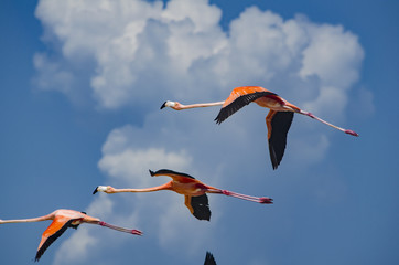 Flamingos flying over the beach in Holbox