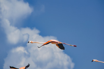 Flamingos flying over the beach in Holbox