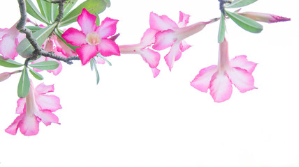 Flowers, Desert Rose; Impala Lily; Mock Azalea flowers on backgr
