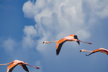 Flamingos flying over the beach in Holbox