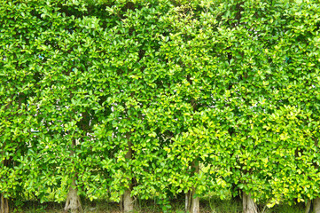 Texture green leaves small , Background tree leaves ,