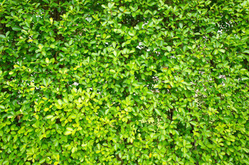 Obraz premium Texture green leaves small , Background tree leaves ,