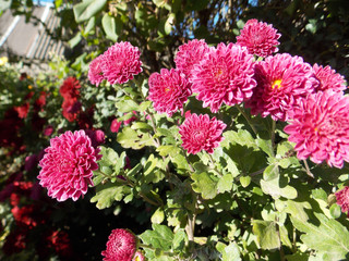 crysantemums flowers background. autumn