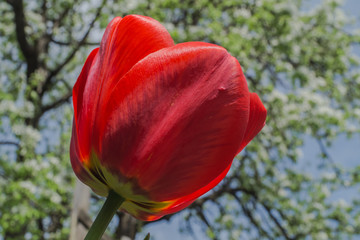 Red tulip