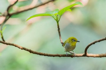 Obraz premium Tiny little Silvereye or Wax-eye (Zosterops lateralis) 