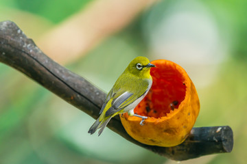Tiny little Silvereye or Wax-eye (Zosterops lateralis) 