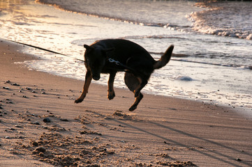 Dog jumping on beach
