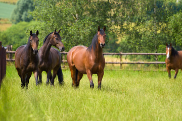 Vier Pferde auf einer eingezäunten Weide schauen den Betrachter an - obrazy, fototapety, plakaty